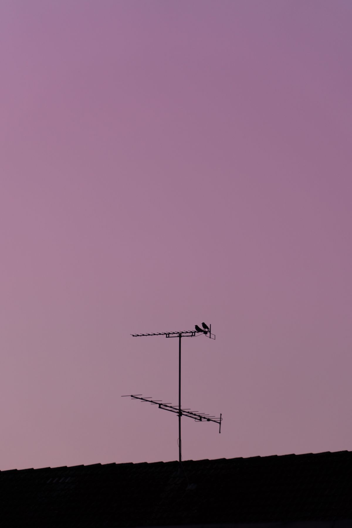 Birds perched on rooftop television antennas